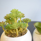 Kit Com 2 Arranjos De Suculentas No Vaso Branco | Formosinha